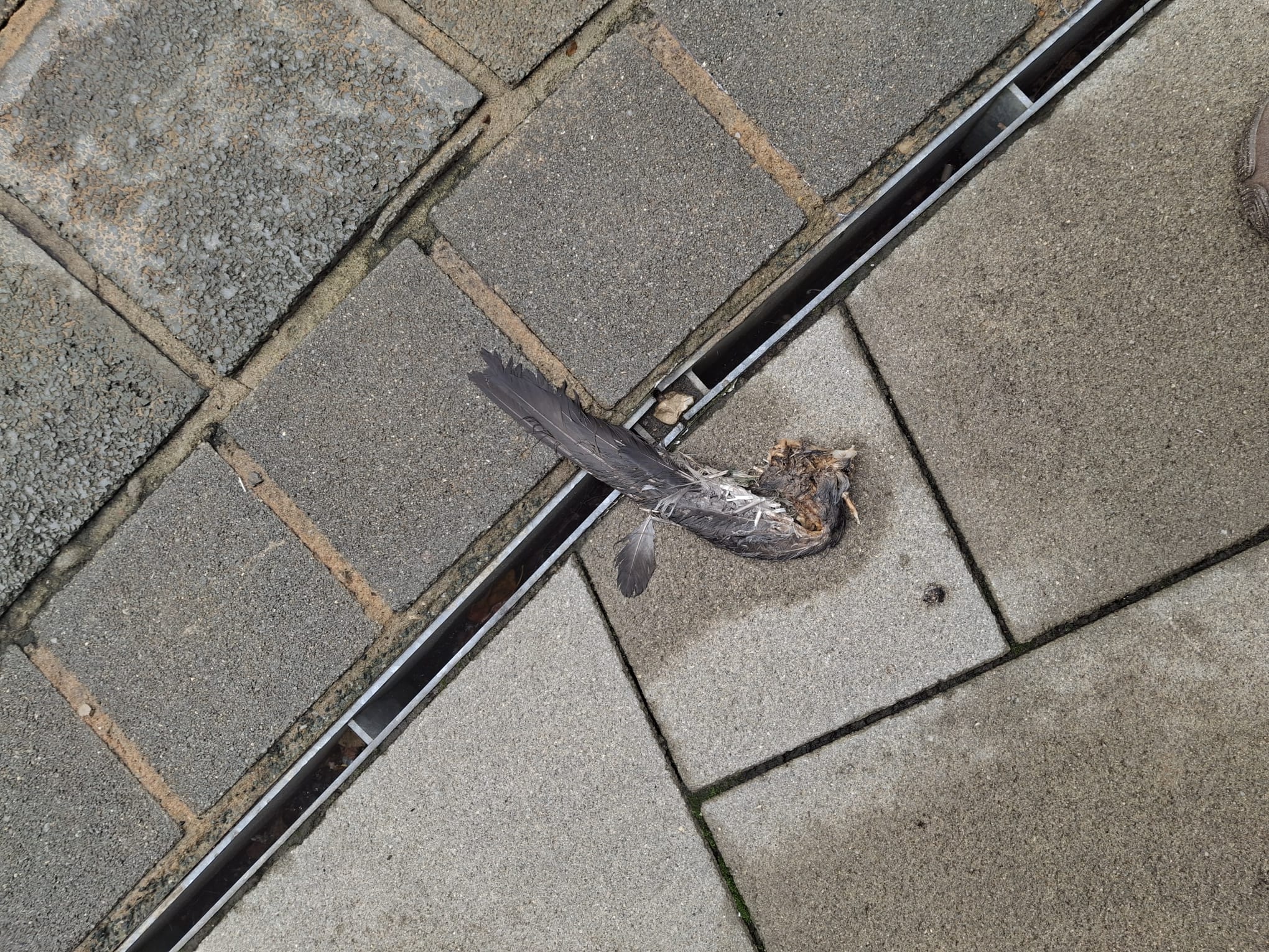 birdchunk1