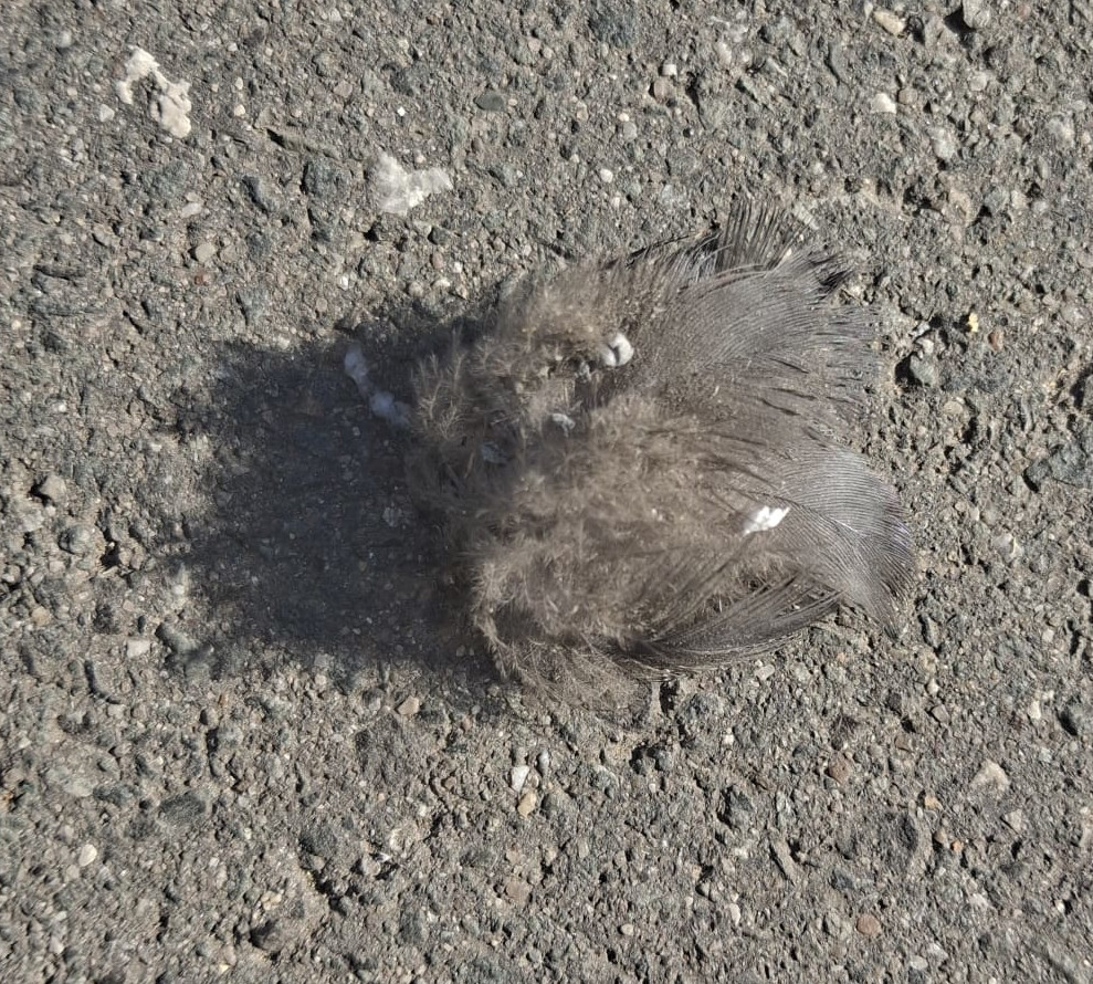 birdchunk2