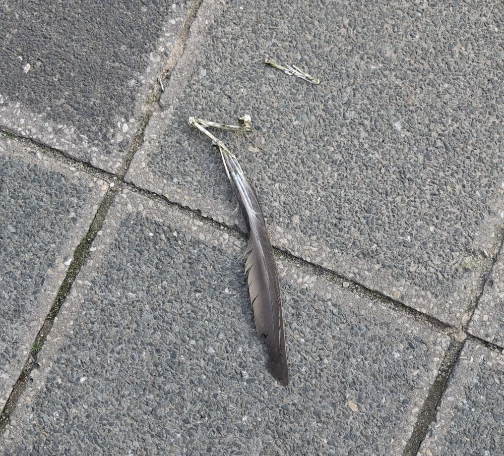 birdchunk4
