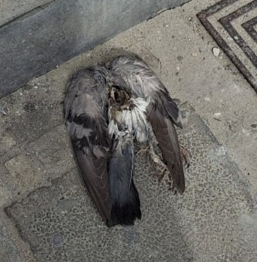 birdchunk8