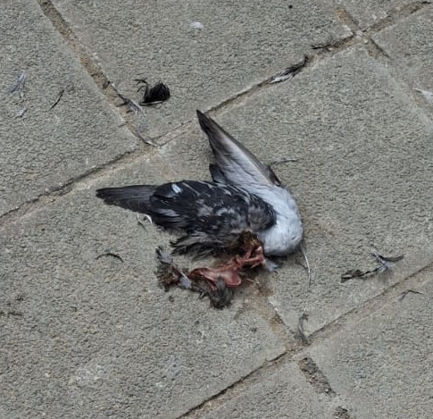 birdchunk9
