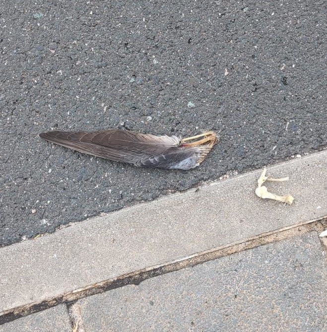 birdchunk5