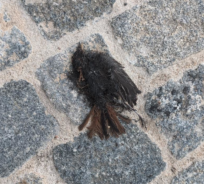 birdchunk3